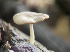 Bolbitius