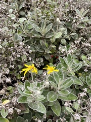 Brachyglottis × jubar