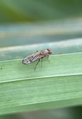 Opomyza