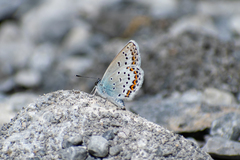 Plebejus