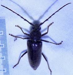 Enaphalodes hispicornis