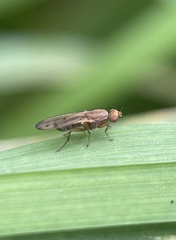 Opomyza