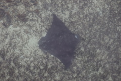 Myliobatis tenuicaudatus