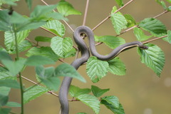 Regina septemvittata