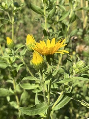 Heterotheca camporum