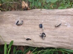 Auricularia polytricha