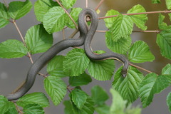 Regina septemvittata