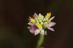 Polygala nuttallii