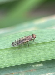 Opomyza