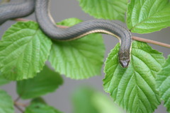 Regina septemvittata