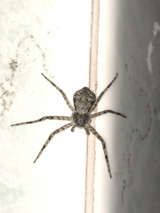 Philodromus margaritatus