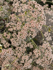 Eriogonum giganteum