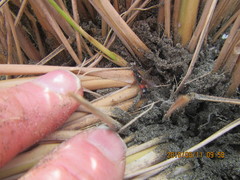 Ichneumon promissorius
