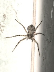 Philodromus margaritatus