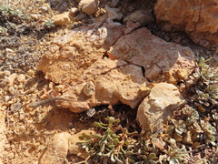 Mediodactylus kotschyi