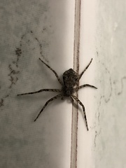 Philodromus margaritatus