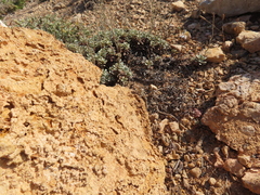 Mediodactylus kotschyi