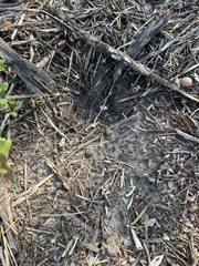 Trachemys scripta elegans