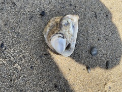 Crassostrea virginica