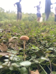 Pholiotina rugosa