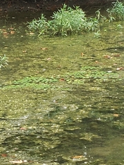 Trapa natans bispinosa