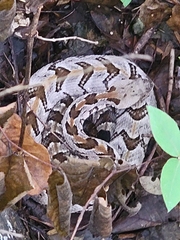 Crotalus horridus