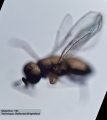 Encyrtinae