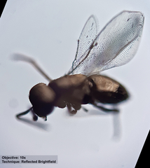 Encyrtinae