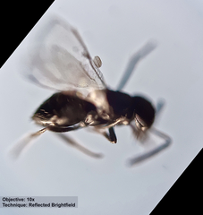 Encyrtinae