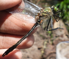 Cordulia aenea aenea