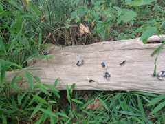 Auricularia polytricha