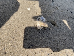 Crassostrea virginica