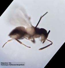 Encyrtinae