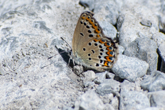 Plebejus