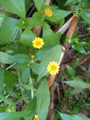 Melampodium divaricatum