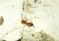 Camponotus hannani