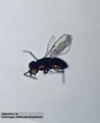 Encyrtinae