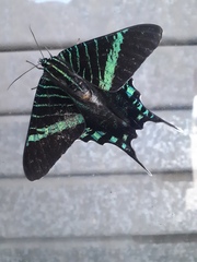 Urania fulgens
