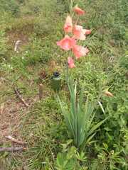 Gladiolus dalenii