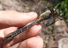 Cordulia aenea aenea