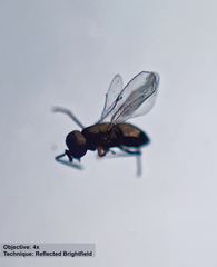 Encyrtinae
