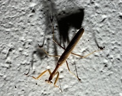 Schizomantodea