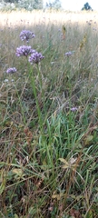 Allium angulosum