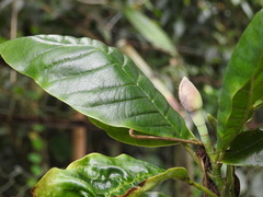 Magnolia gilbertoi