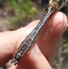 Cordulia aenea aenea