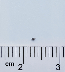 Encyrtinae