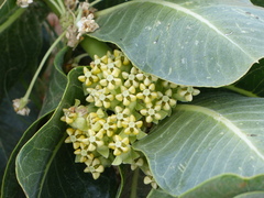 Asclepias latifolia