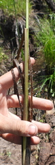 Carex acuta