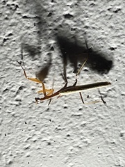 Schizomantodea