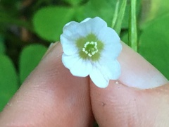 Oxalis trilliifolia